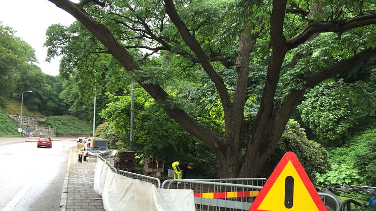 Undersökning av det sibiriska korkträdet i Öresundsparken 