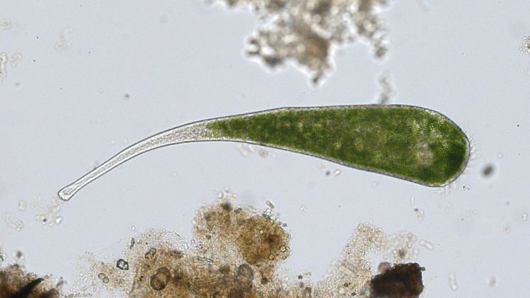Forskargruppen fokuserade i sin studie på arten Stentor polymorphus,  en trumpet-formad ciliat som lever i en damm nära laboratoriet.  Foto: Henning Onsbring