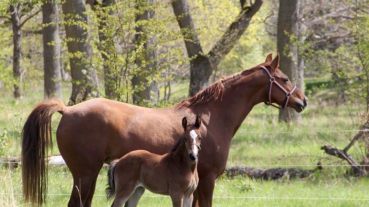 Fölshow i samband med Falsterbo Horse Show