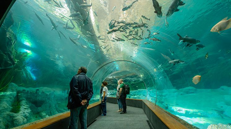 I Las Palmas de Gran Canaria ligger ett av Europas största akvarier Poema del Mar. Foto: Canary Islands Tourism.