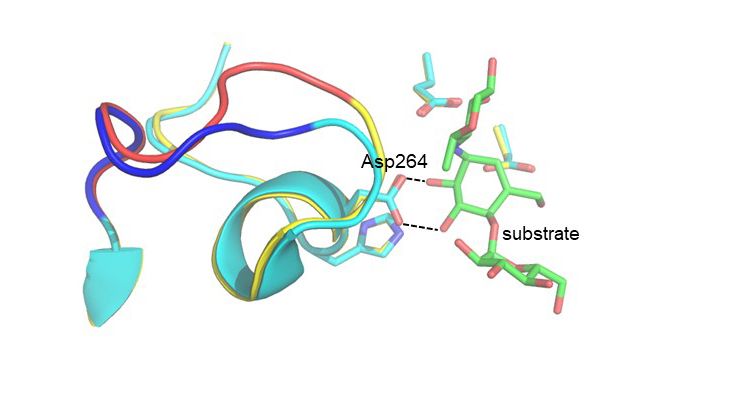 View of the part of the enzyme that controls the temperature optimum. The loop region that is shown in dark blue is from the Antarctic bacterium and that shown in red from the pig enzyme.