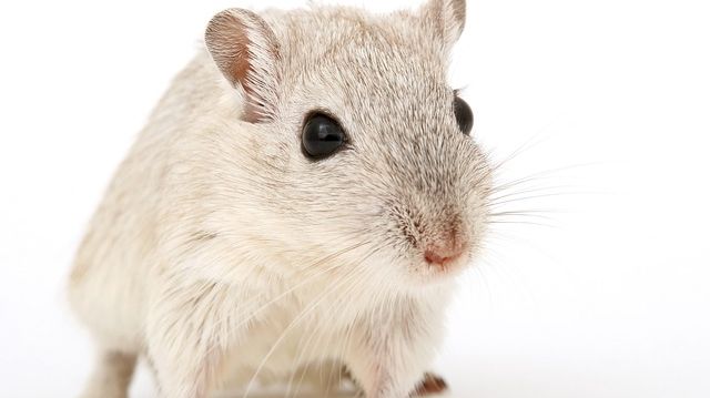 Ny Studie: Möss visar att tidig behandling kan lindra effekterna av barndomstrauma Pixabay CC0