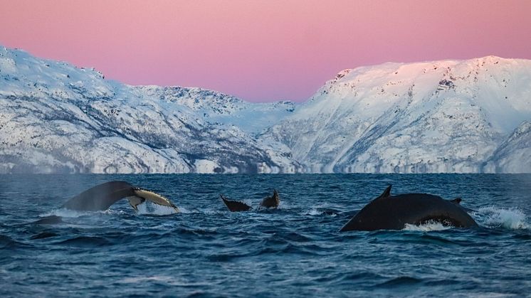 New direct flight from Frankfurt to Alta brings the Arctic closer for European winter travellers
