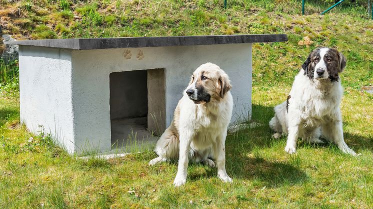 DIY – Bygg et isolert hundehus i betong
