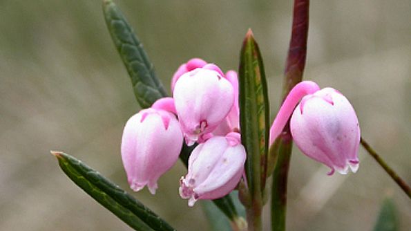 Med Byamossarna har nu Värmland 170 naturreservat