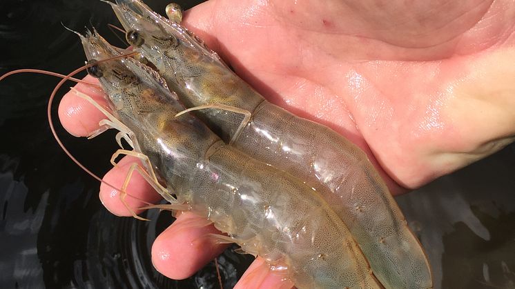 The project will develop fish and shrimp production in circular aquaculture systems. Photo: Sergio Zimmermann