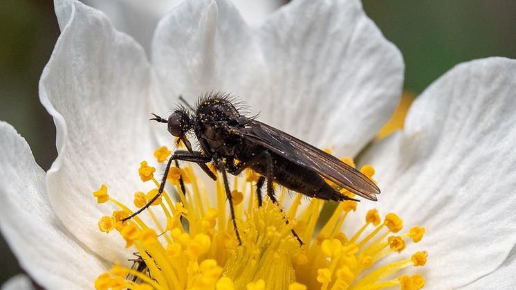 När blomningen inleds och när pollinatörerna flyger varierar dramatiskt från år till år i Högarktis, och trenden över tid är inte längre konsekvent. Foto: Piotr Łukasik