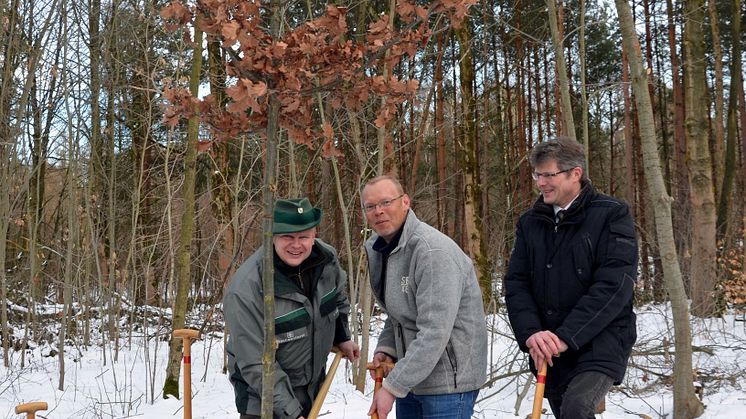Zur Eröffnung des Aktionsjahres "Waldgebiet des Jahres 2018" wurde im Wermsdorfer Wald eine Eiche gepflanzt
