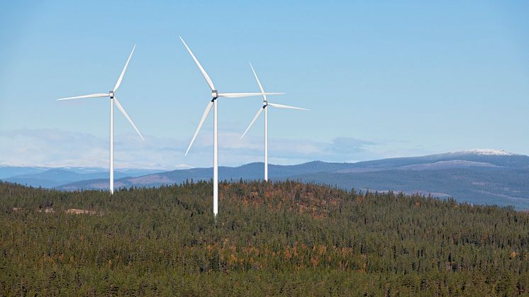 Fra «Austri Raskiftet» – en energiproduserende vindmøllepark på høydedragene vest for Osensjøen i Hedmark. Bildet viser tre av vindmøllene, slik de rager over det skogkledde landskapet. (Foto: Bård Løken/Anno)