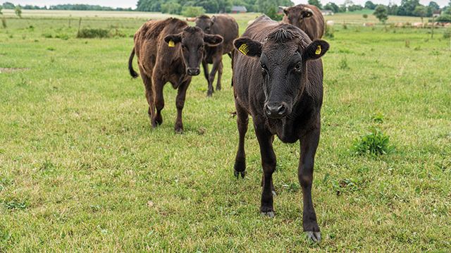 Wagyu i väst - Stressfria kor med japanskt ursprung