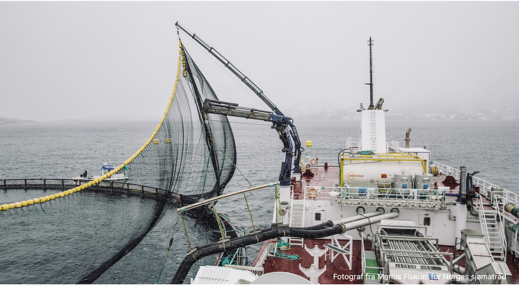 Foto: Marius Fiskum, Norges Sjømatråd