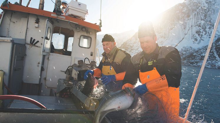 Nachhaltigkeit wird groß geschrieben: die Einhaltung von strengen Fangquoten und der Einsatz von schonenden Fangmethoden sind für die Norweger selbstverständlich. So wie hier beim Skrei, dem norwegisch-artischen Winterkabeljau.