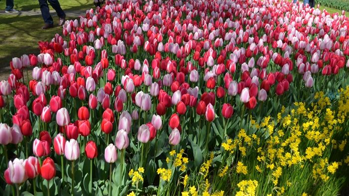 Möt våren i ett blomstrande Holland!