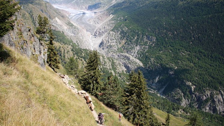 Alpabzug Schafe Belap / Fletsch Gletscher