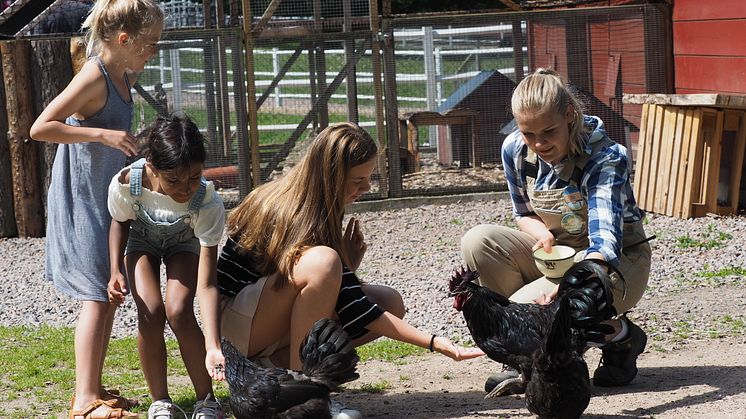 Äventyrare matar höns tillsammans med barn i Skånes Djurpark