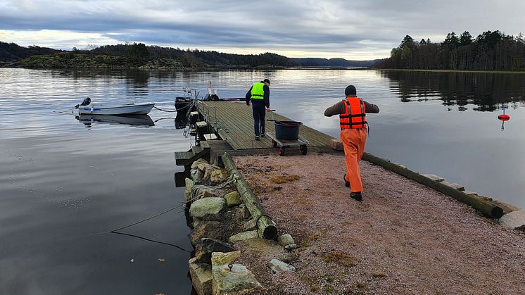 Här är Havets Hus och SLU i färd med att transportera torskar ut till båten. De släpps sedan i Gullmarsfjorden i Lysekils kommun.