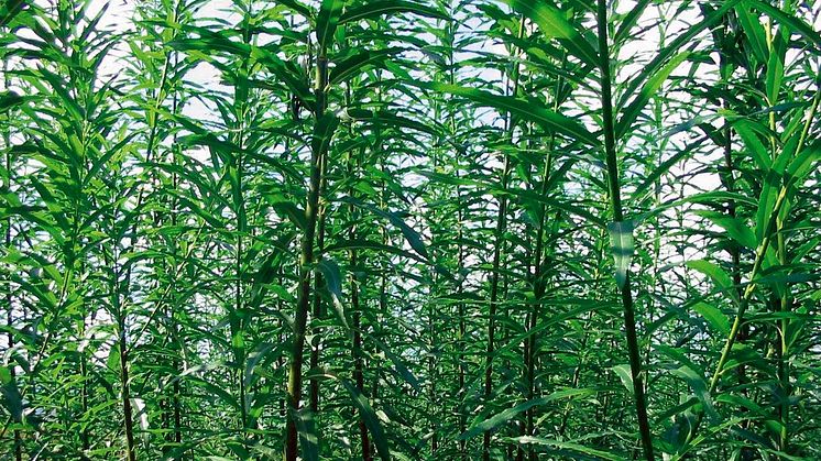 Salixen kommer till heders, men inte för att producera