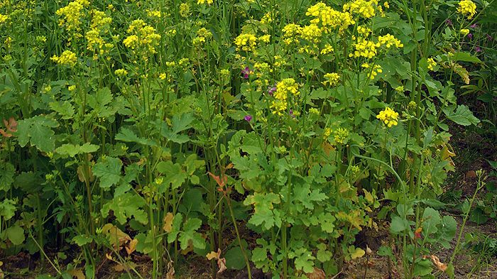 Bekämpning av ärtrotröta med korsblommig fånggröda