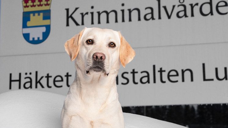 Årets sociala tjänstehund är en snart 3-årig labrador retriever som heter Labricas Kelly Taylor och kallas för Joy. Foto: Daniel Holmgren