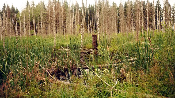 Ung bäverdamm (5-8 år) utanför Surahammar med riklig våtmarksvegetation och döda men fortfarande delvis stående döda granar och björkar. Foto: Frauke Ecke