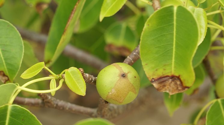Christoffer Columbus kaldte manchineel-træets frugter "dødsæbler," og træet selv er også ekstremt giftigt
