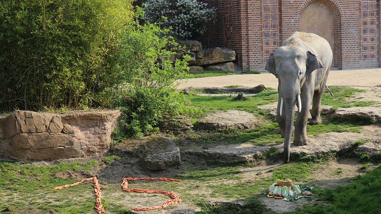 Elefantenbulle Voi Nam entdeckt seine Geburtstagsüberraschung