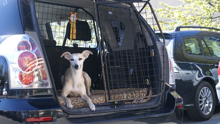 Bilsäkerhet för hund - gallergrind