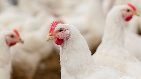 Nestlé går sammen med partnere for styrket dyrevelferd