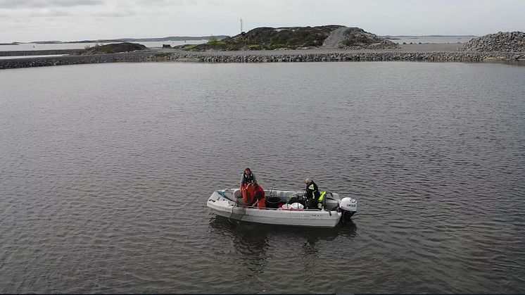 I den invallade viken i Göteborgs hamn togs över 150 ålar om hand i ryssjor för att släppas ut på öppet vatten. Bild: Göteborgs Hamn AB.