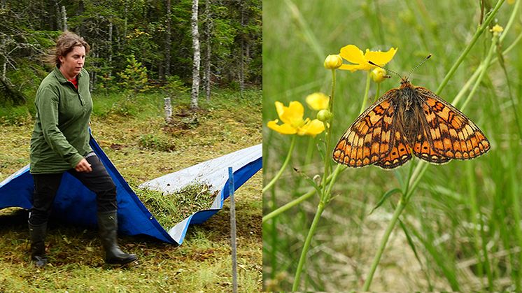 Nina Söderström hjälper till under slåtter, i Rättvik 2019. Andra bilden visar väddnätfjärilen, som trivs bra i rikkärr. Foto: Länsstyrelsen i Dalarnas län.