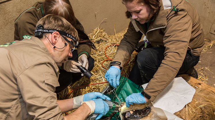 350 djurparksveterinärer samlas på Kolmården