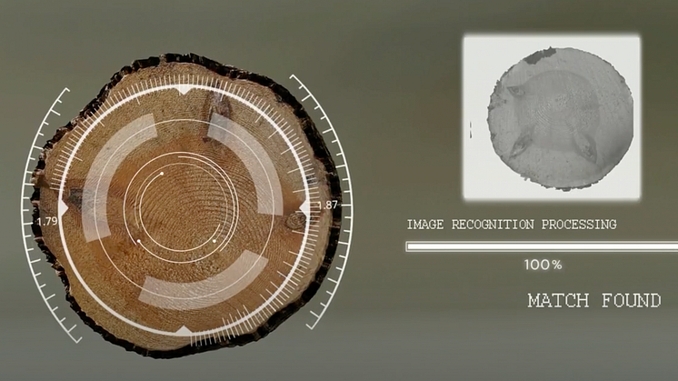 Taigatechs AI-lösning identifierar timmerstockar hela vägen genom sågverket.