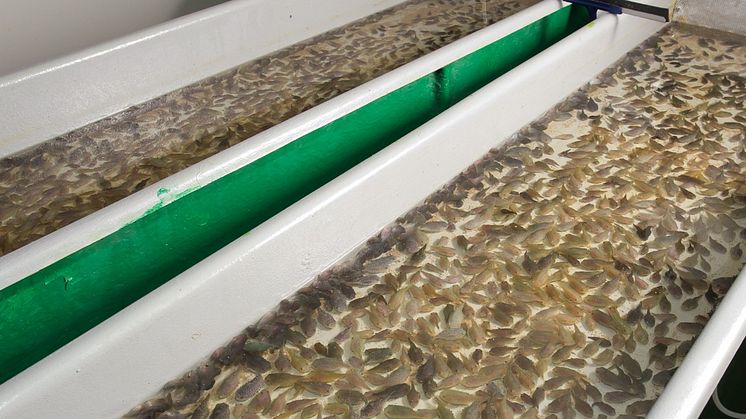 Juvenile lumpfish in shallow raceway at the Akvaplan-niva research station (Photo: Trond Ivarjord, Akvaplan-niva).