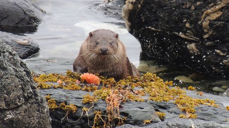 Forskerne så etter, og fant, PFAS i prøver fra blant annet ulv, elg, oter (bildet), måker, ørn og isbjørn. Både rovdyr og planteetere utsettes for PFAS i norsk natur. Foto: Eldbjørg S. Heimstad, NILU