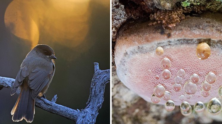 Lavskrika och rosenticka är arter som skulle gynnas tydligt av en skogsskötsel inriktad på att bygga upp skogens gröna infrastruktur. Foto: Thomas Jågas respektive Michael Krikorev