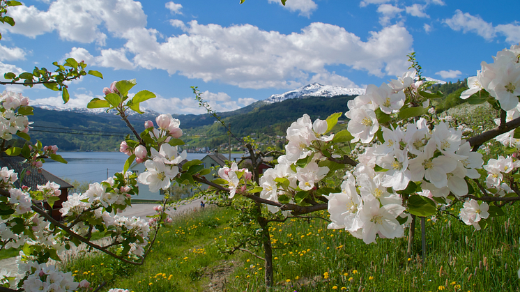 Fruit blossoming in Hardangerfjord. Photo: Øyvind Heen/fjords.com