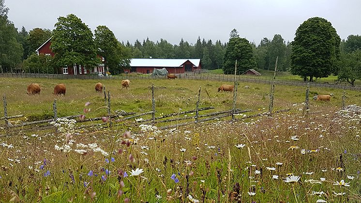 Pressinbjudan: Fältvandring om hö från slåtterängar