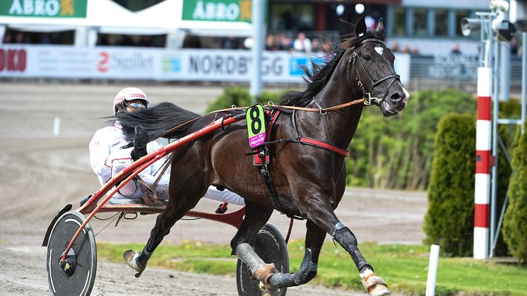 Fransk stjärna klar för Elitloppet Benders