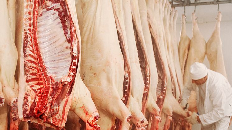 Stödet till privat lagring av griskött går att söka fram till den 29 april. Foto: Scandinav Bildbyrå.
