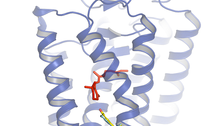 Strukturmodell för sillens rodopsin (blå) med kromoforen retinal i rött, där ljusabsorptionen sker.