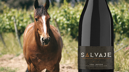 Salvaje – Chilenskt naturvin äntligen i Sverige