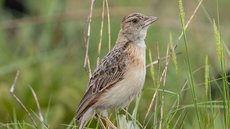 The Plains Lark, Corypha kabalii, is one of the least-known lark species in the world. Photo: Per Alström