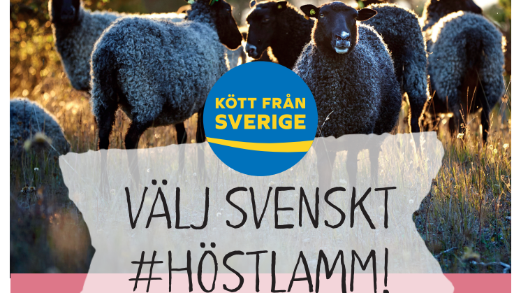 ​Kampanj #Höstlamm 2019, tre original för butik med skärmärken