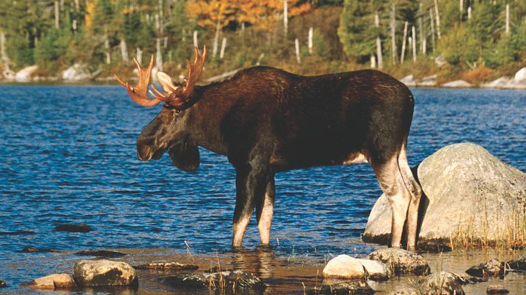 Natur & Großstadtflair: Mit Scandlines die herbstliche Öresundregion in Schweden entdecken