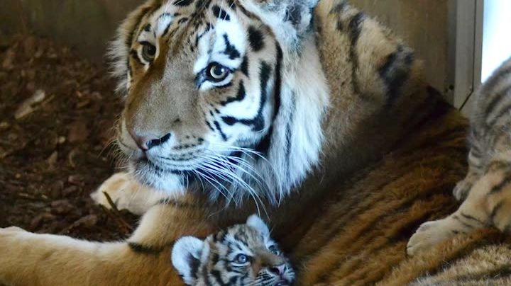 Tigerungar babyboom Orsa Rovdjurspark 2018