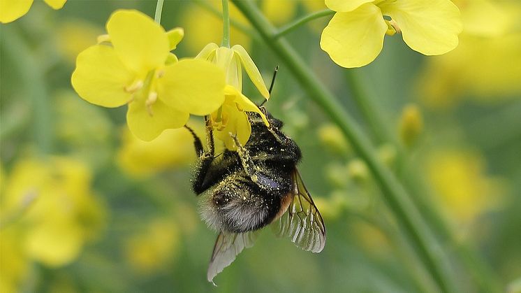  Lantbrukare, såväl som amatörodlare, vill ha en så stor skörd som möjligt. Då behöver man både gynna nyttodjur, som vilda pollinerare, och kontrollera skadeinsekterna, säger Gunilla Ideström, expert på biologisk mångfald. Foto: Louis Vimarlund