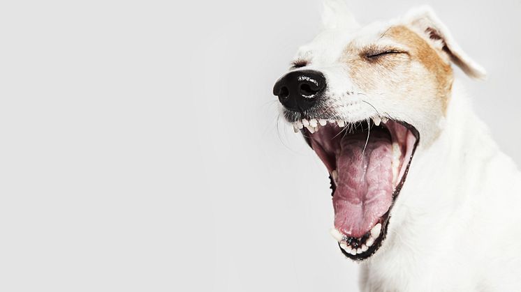 ​36% borstar aldrig tänderna på sina hundar