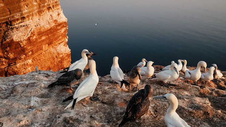 Helgoland © Frame and Work / DZT Copenhagen 