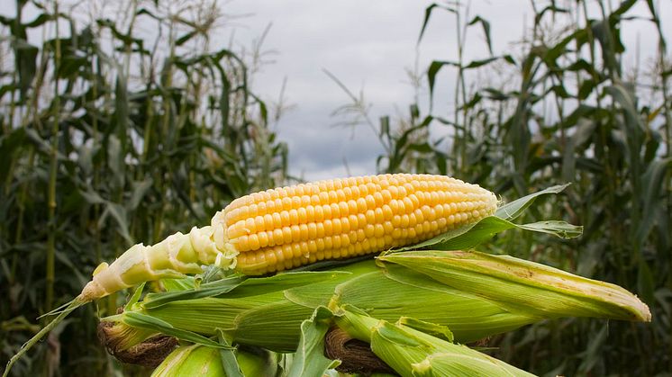 Økologisk produksjon av mais gir like store, eller større avlinger, enn konvensjonell produksjon, viser nyere forskning fra Iowa State University. Foto: Erik Røed / Økologisk Norge