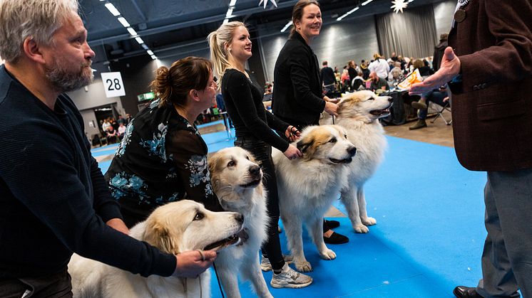 Historia skrevs på MyDOG 2020